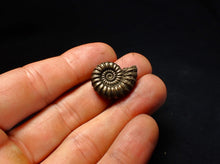 Load image into Gallery viewer, Large Promicroceras pyritosum ammonite fossil (23 mm)
