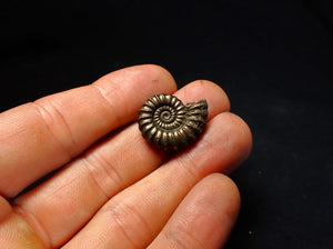 Large Promicroceras pyritosum ammonite fossil (23 mm)