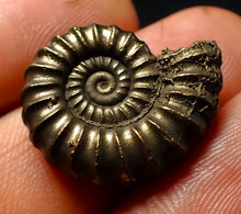 Load image into Gallery viewer, Large Promicroceras pyritosum ammonite fossil (23 mm)
