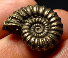 Load image into Gallery viewer, Large Promicroceras pyritosum ammonite fossil (23 mm)
