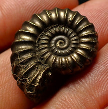 Load image into Gallery viewer, Large Promicroceras pyritosum ammonite fossil (23 mm)
