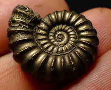 Load image into Gallery viewer, Large Promicroceras pyritosum ammonite fossil (23 mm)
