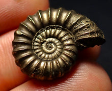 Load image into Gallery viewer, Large Promicroceras pyritosum ammonite fossil (23 mm)
