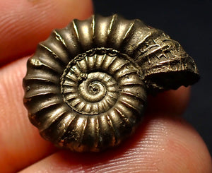 Large Promicroceras pyritosum ammonite fossil (23 mm)