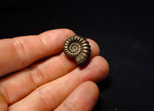 Load image into Gallery viewer, Large Promicroceras pyritosum ammonite fossil (23 mm)
