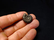 Load image into Gallery viewer, Large Promicroceras pyritosum ammonite fossil (23 mm)
