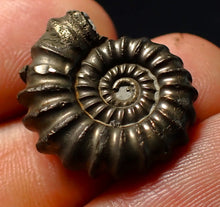 Load image into Gallery viewer, Large Promicroceras pyritosum ammonite fossil (23 mm)
