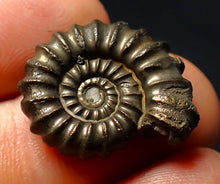 Load image into Gallery viewer, Large Promicroceras pyritosum ammonite fossil (23 mm)
