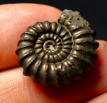 Load image into Gallery viewer, Large Promicroceras pyritosum ammonite fossil (23 mm)
