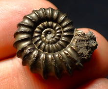 Load image into Gallery viewer, Large Promicroceras pyritosum ammonite fossil (23 mm)
