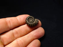 Load image into Gallery viewer, Large Promicroceras pyritosum ammonite fossil (23 mm)

