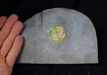 Load image into Gallery viewer, Green iridescent Caloceras display ammonite fossil 36mm
