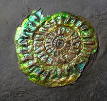 Load image into Gallery viewer, Green iridescent Caloceras display ammonite fossil 36mm
