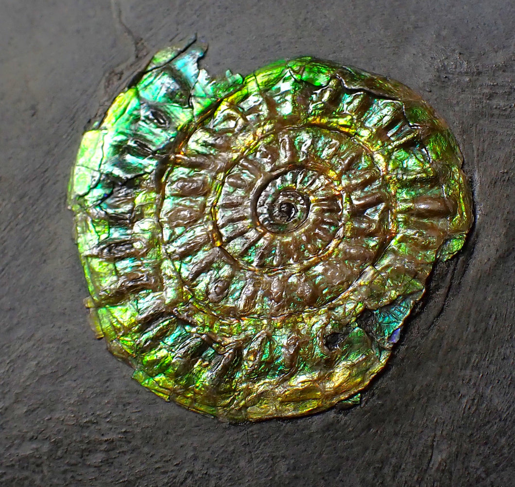 Green iridescent Caloceras display ammonite fossil 36mm