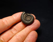 Load image into Gallery viewer, Large Crucilobiceras pyrite ammonite fossil (27 mm)

