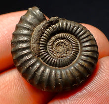Load image into Gallery viewer, Large Crucilobiceras pyrite ammonite fossil (27 mm)
