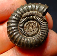 Load image into Gallery viewer, Large Crucilobiceras pyrite ammonite fossil (27 mm)
