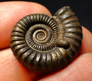 Large Crucilobiceras pyrite ammonite fossil (27 mm)
