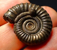 Load image into Gallery viewer, Large Crucilobiceras pyrite ammonite fossil (27 mm)
