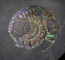 Load image into Gallery viewer, Green &amp; blue iridescent Caloceras display ammonite fossil 52mm with oyster

