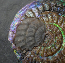 Load image into Gallery viewer, Green &amp; blue iridescent Caloceras display ammonite fossil 52mm with oyster
