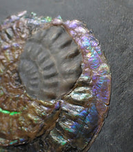 Load image into Gallery viewer, Green &amp; blue iridescent Caloceras display ammonite fossil 52mm with oyster
