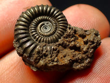 Load image into Gallery viewer, Crucilobiceras pyrite ammonite fossil (24 mm)
