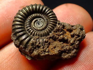Crucilobiceras pyrite ammonite fossil (24 mm)