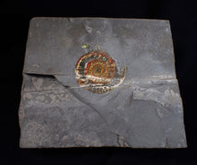 Load image into Gallery viewer, Juvenile iridescent Caloceras display ammonite fossil 35mm
