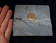 Load image into Gallery viewer, Juvenile iridescent Caloceras display ammonite fossil 35mm
