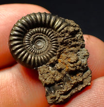 Load image into Gallery viewer, Crucilobiceras pyrite ammonite fossil (24 mm)
