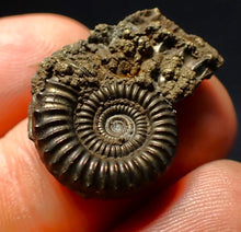 Load image into Gallery viewer, Crucilobiceras pyrite ammonite fossil (24 mm)
