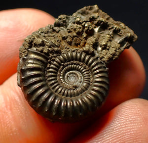 Crucilobiceras pyrite ammonite fossil (24 mm)