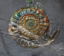 Load image into Gallery viewer, Juvenile iridescent Caloceras display ammonite fossil 35mm
