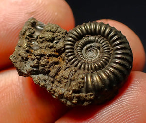 Crucilobiceras pyrite ammonite fossil (24 mm)