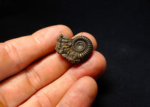 Load image into Gallery viewer, Crucilobiceras pyrite ammonite fossil (24 mm)

