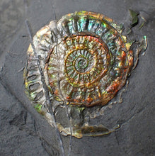 Load image into Gallery viewer, Juvenile iridescent Caloceras display ammonite fossil 35mm
