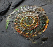 Load image into Gallery viewer, Juvenile iridescent Caloceras display ammonite fossil 35mm
