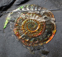 Load image into Gallery viewer, Juvenile iridescent Caloceras display ammonite fossil 35mm
