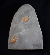 Load image into Gallery viewer, Juvenile iridescent multi-Caloceras ammonite fossil
