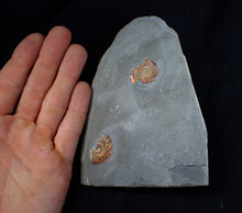 Load image into Gallery viewer, Juvenile iridescent multi-Caloceras ammonite fossil
