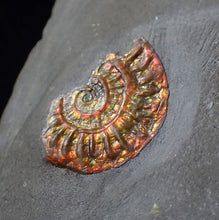 Load image into Gallery viewer, Juvenile iridescent multi-Caloceras ammonite fossil
