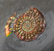 Load image into Gallery viewer, Juvenile iridescent multi-Caloceras ammonite fossil
