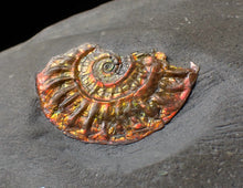 Load image into Gallery viewer, Juvenile iridescent multi-Caloceras ammonite fossil
