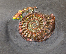 Load image into Gallery viewer, Juvenile iridescent multi-Caloceras ammonite fossil
