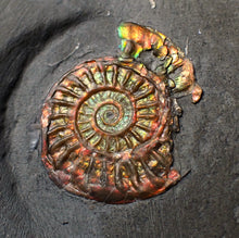 Load image into Gallery viewer, Juvenile iridescent multi-Caloceras ammonite fossil
