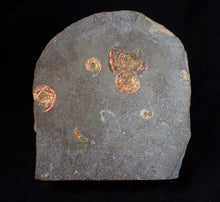 Load image into Gallery viewer, Stunning iridescent multi-Psiloceras ammonite fossil
