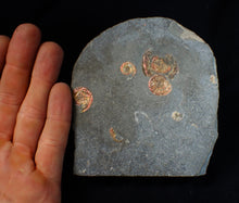 Load image into Gallery viewer, Stunning iridescent multi-Psiloceras ammonite fossil
