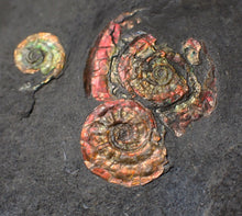 Load image into Gallery viewer, Stunning iridescent multi-Psiloceras ammonite fossil
