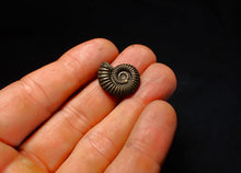 Load image into Gallery viewer, Polymorphites pyrite ammonite fossil (20 mm)

